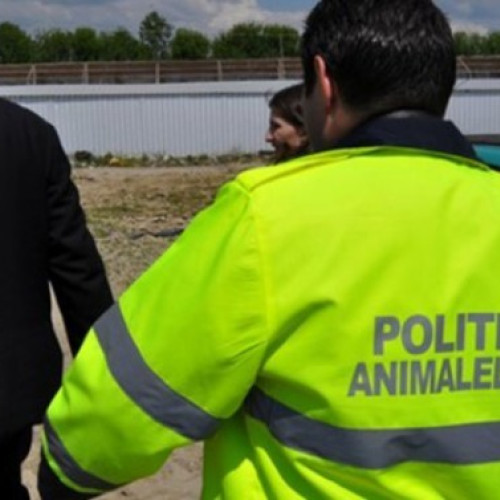 Zeci de amenzi aplicate din cauza câinilor fără stăpân