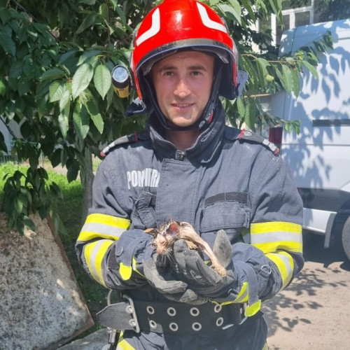 FOTO Pisicuță chinuită zeci de minute într-un canal, salvată de pompierii din Botoșani