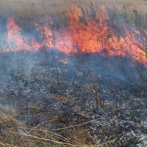 Incendiu de vegetație uscată amenință o casă și un lan de porumb în Victoria