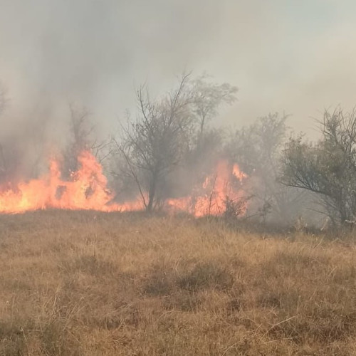 Incendiu de vegetație la Poiana, comuna Braesti