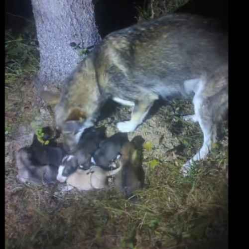 Jandarmii montani din Colibita salvează șase căței abandonați