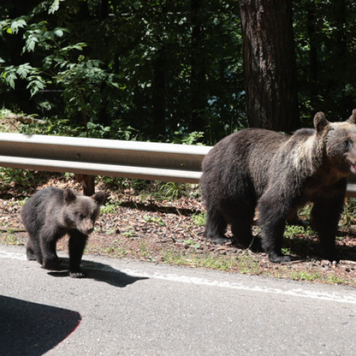 Ursii cersetori de pe Transfagarasan vor fi capturati si relocati