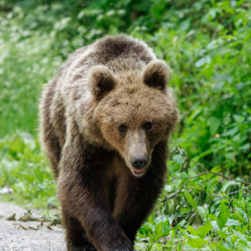 Adolescentă însărcinată atacată de urs în localitatea Crizbav