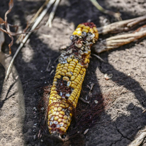 Comisia Europeană propune alocarea a 119,7 milioane de euro pentru fermierii afectați de fenomene climatice