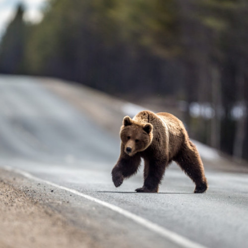 Ursul periculos care a atacat o tânără și un bărbat din Crizbac va fi căutat și împușcat