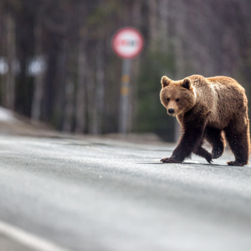 Stare de alertă în județul Argeș, un băiat atacat de un urs pe Transfăgărășan