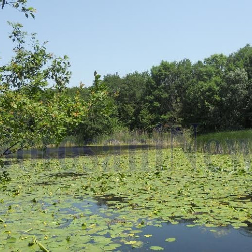 Lacul cu nuferi de la Ipotesti, în pericol din cauza secetei