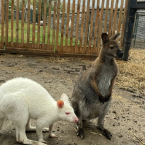 Controale ale autorităților în județul Iași: animale sălbatice și specii rare descoperite în gospodării