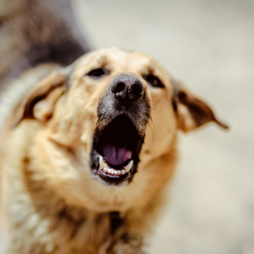 Fetita de 6 ani atacata de un caine Akita in Bucuresti