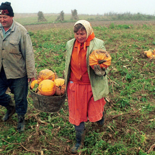 Creșterea prețurilor dovlecilor în România, influențată de popularitatea Halloweenului și secetă