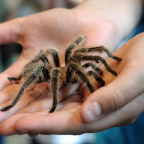 Moda crescătoriei de tarantule în România