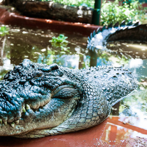 Moartea celui mai mare crocodil aflat în captivitate din Australia