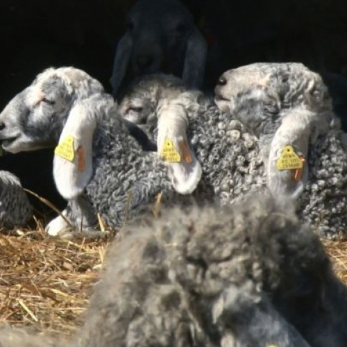 Exporturile de ovine au fost reluate după rezolvarea problemei pestei micilor rumegătoare