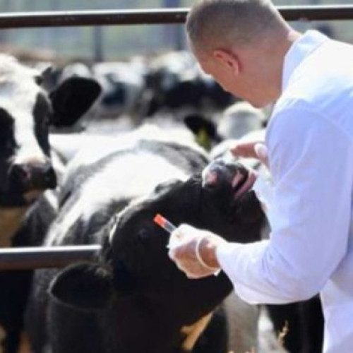 DSVSA Botoșani angajează medici veterinari pentru patru comune