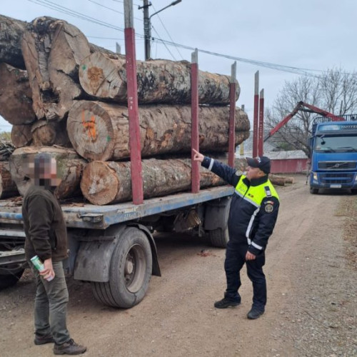 Razie în orașul Ștefănești: Descoperite nereguli grave în comercializarea materialelor lemnoase