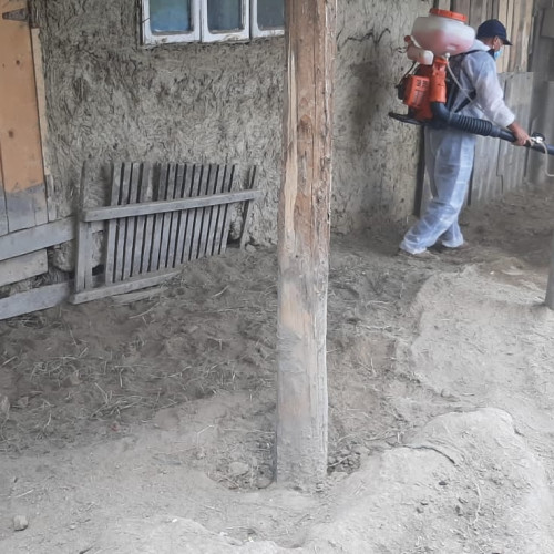 Focare de pestă porcină africană depistate în județul Botoșani