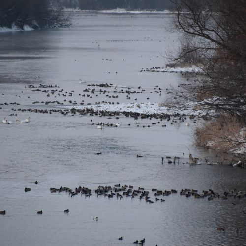 Șase zone din județul Botoșani incluse în Rețeaua ecologică europeană Natura 2000. „Zonele acvatice au o rată a dispariției de trei mai mare decât pădurile”