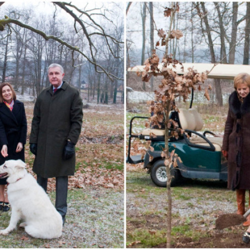 Maia Sandu a plantat un stejar la Castelul Regal de la Săvârşin.