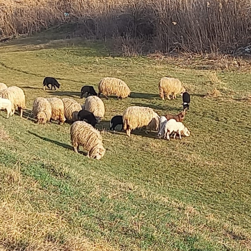 Acordare de sprijin financiar pentru agricultori în Botoșani