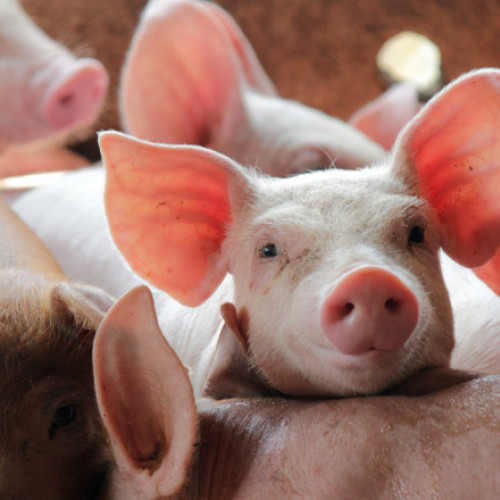 Proces împotriva statului spaniol pentru poluarea generată de fermele de porci
