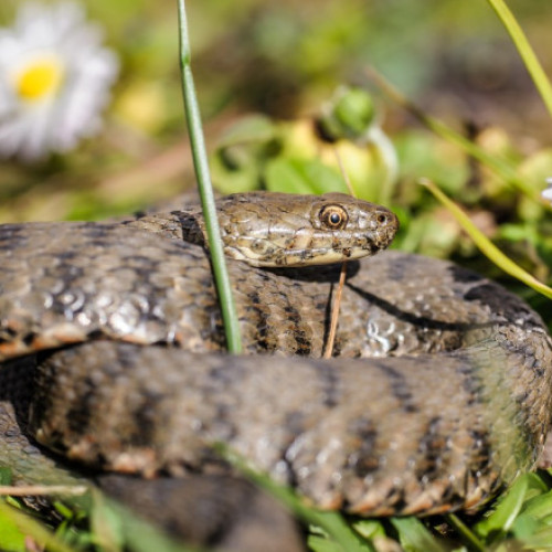 Bărbat mușcat de vipera, internat în stare gravă la Spitalul Județean Suceava