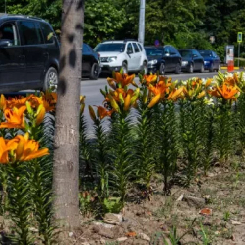 Firma care a plantat crinii în Bulevardul Eminescu neagă facturile uriaşe