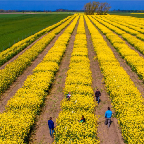 Lupta pentru noua revoluție agricolă a Europei: Marile corporații se bat pentru supremație la producerea de soiuri modificate genetic