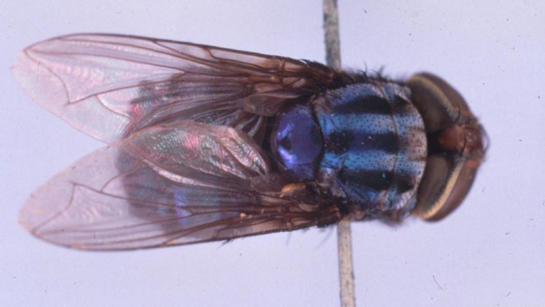 Image Description
