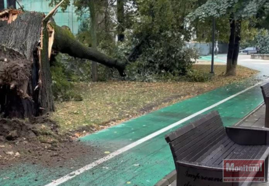 Arbore înalt prăbușit pe Pietonalul Unirii; nicio persoană nu a fost rănită