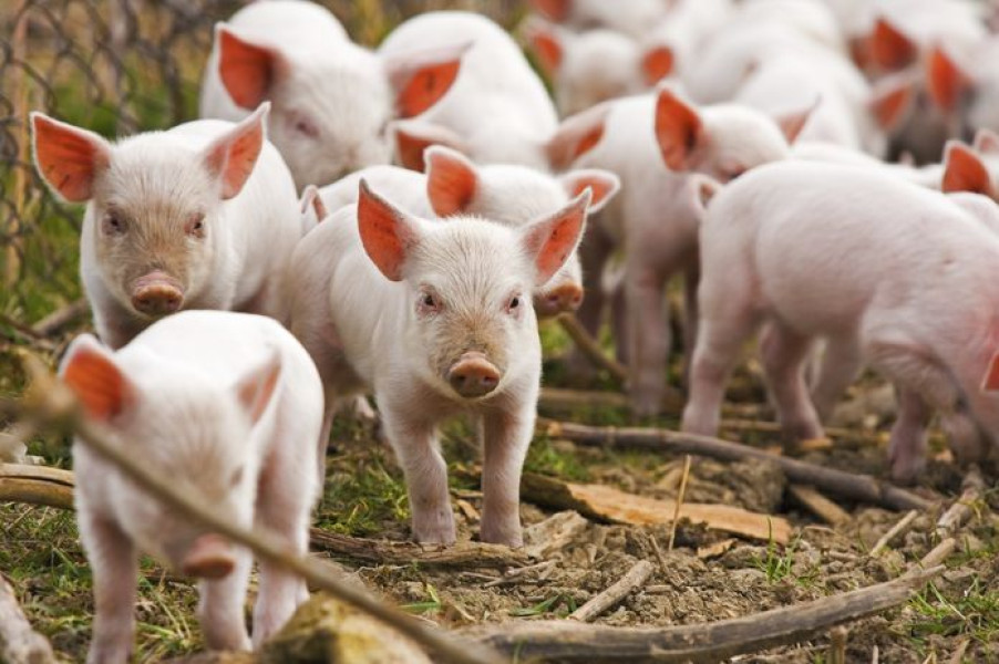 Cum a ajuns România să mănânce carne de porc din Spania și Germania