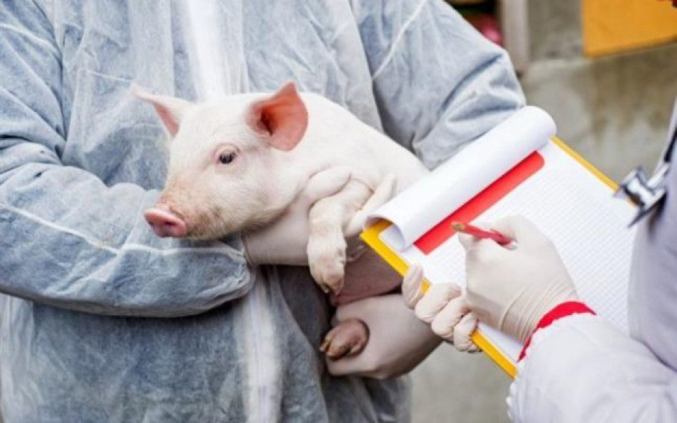 Focar de pestă porcină africană confirmat în comuna Albești, luate măsuri urgente
