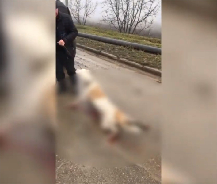 Bărbat din Botoșani condamnat la închisoare pentru uciderea câinelui