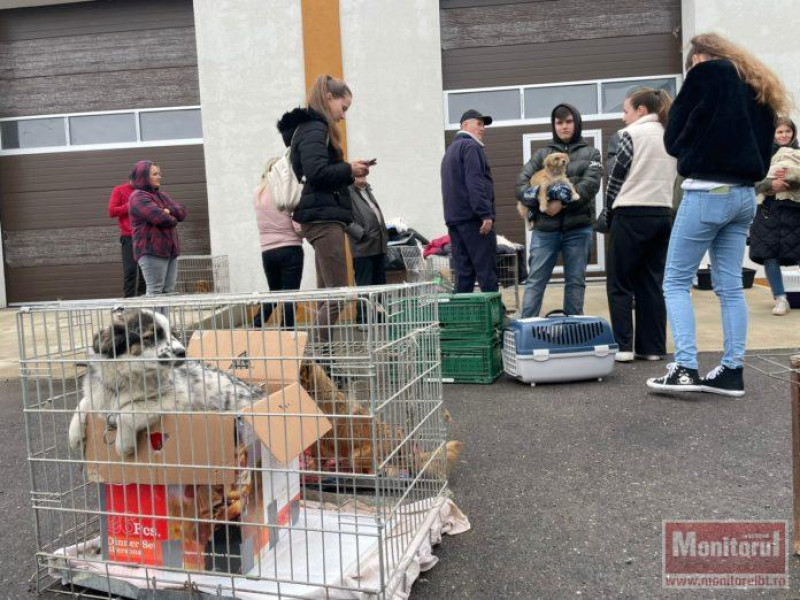 Campanie record de sterilizare gratuită a animalelor la Flămânzi
