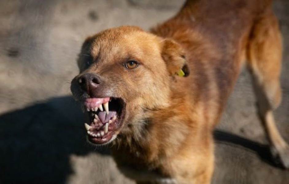 Caz de rabie confirmat la un câine în județul Botoșani