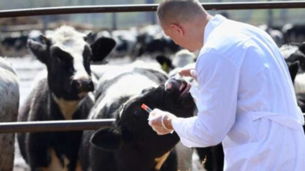 Post vacant pentru medic veterinar în comuna Todireni