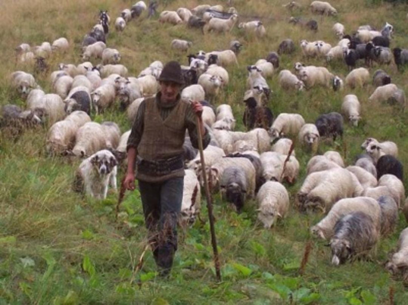 Stațiunea de Cercetare Popăuți oferă posturi de îngrijitori de animale din 2026