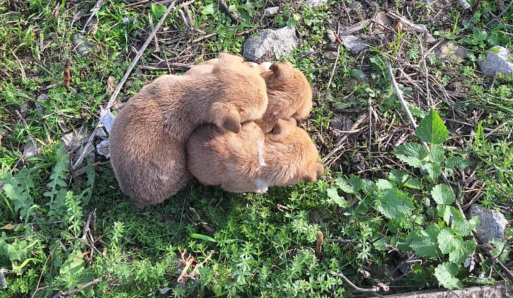 Cățelușă și trei pui abandonați pe un câmp din județul Botoșani, salvați de medici veterinari