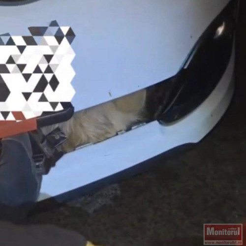 Pompierii au salvat un câine prins sub bara mașinii la Cotu