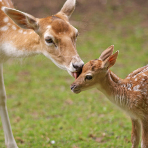 Animale sălbatice otrăvite în Arad: Căprioare găsite moarte în câmpuri, fermieri amendați pentru răspândirea raticidelor. Amenzi în valoare de 120.000 de lei și cercetări pentru braconaj cinegetic.