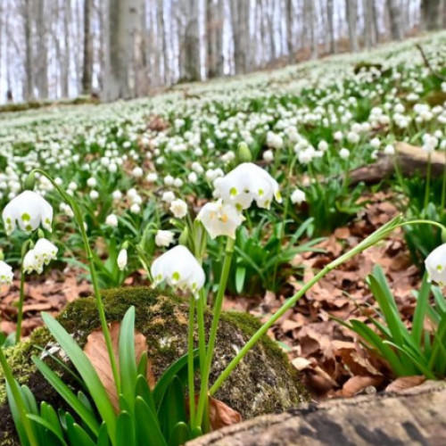 Romsilva cere respect pentru flora din Parcul Natural Gradiștea Muncelului-Cioclovina, una dintre cele mai frumoase atracții din Romania