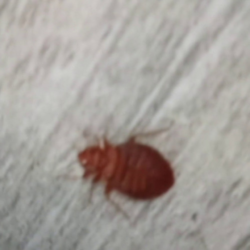 Incident cu ploșnițe într-o școală din București. Părinții sunt îngrijorați de prezența insectelor în școală și la casele lor.