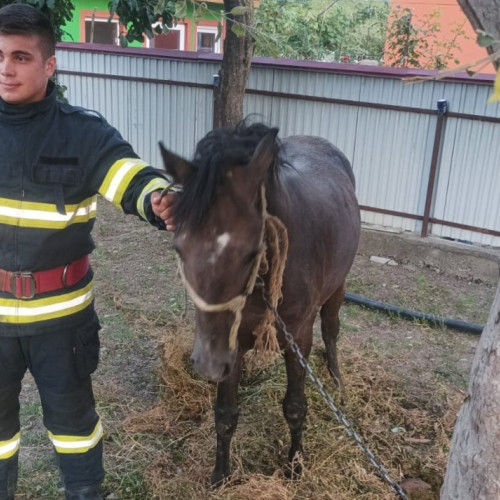 Un cal salvat de pompieri dupa ce a cazut intr-un beci adanc