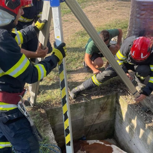 O bovină salvată dintr-un cămin de apă de pompierii din Botoșani